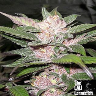 Cali Connection - Purple Chem