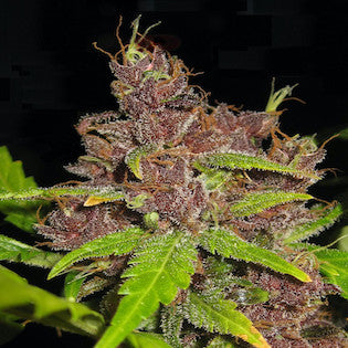 Flash Seeds - Purple Mazar Autoflowering