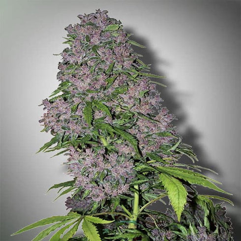 Secret Valley Seeds - Purple Pineberry