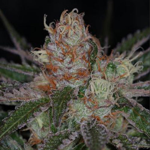 Subcool Seeds/TGA Genetics - Purple Apollo