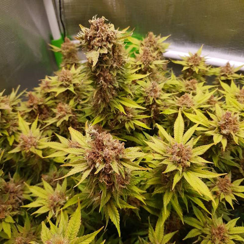 Spliff Seeds - Purple Berry Kush