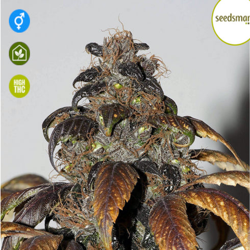 Seedsman - Purple Bud