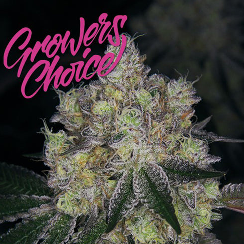 Growers Choice - Purple Dosipunch