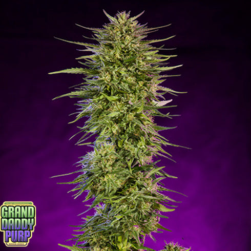 Grand Daddy Purple - Purple Dream