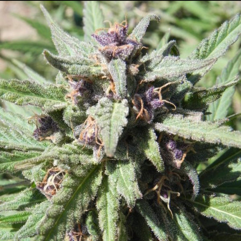 Female Seeds - Purple Maroc