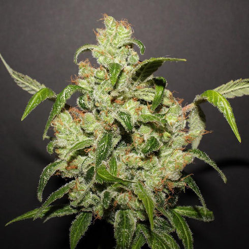 Cannabiogen - Purple Mexican