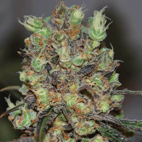 Cream Of The Crop - Purple Paralysis