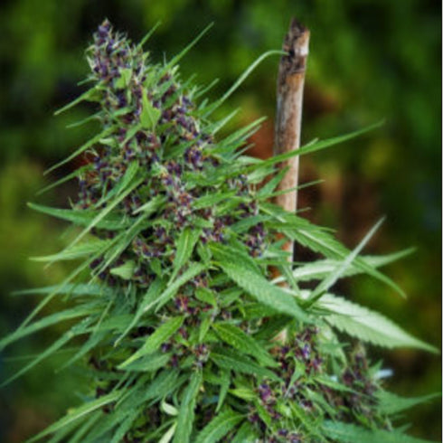 Mandala Seeds - Purple Paro Valley