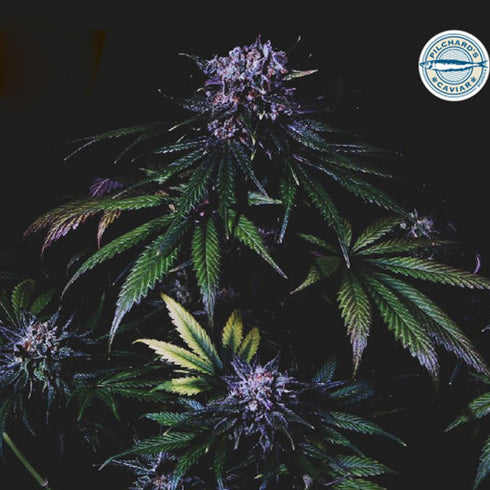 Pilchard's Caviar - Purple Pearl