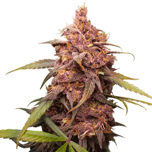 Seed Stockers Seeds - Purple Punch Auto