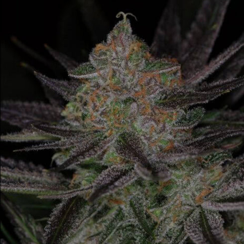 Subcool Seeds/TGA Genetics - Qrazy Train