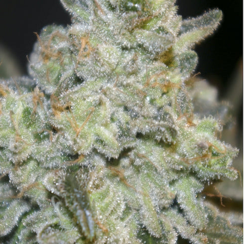 Digital Genetics - Quebec Poutine