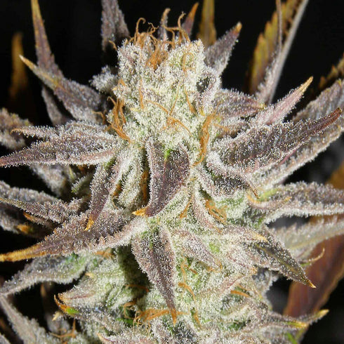 Subcool Seeds/TGA Genetics - Queen Anne's Revenge