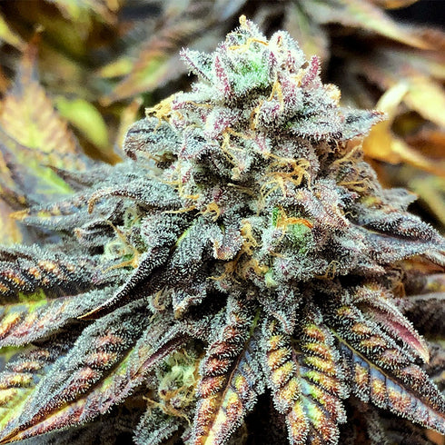 Elev8 Seeds - Queen Harley CBD