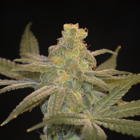 Norstar Genetics - Queen of Hearts
