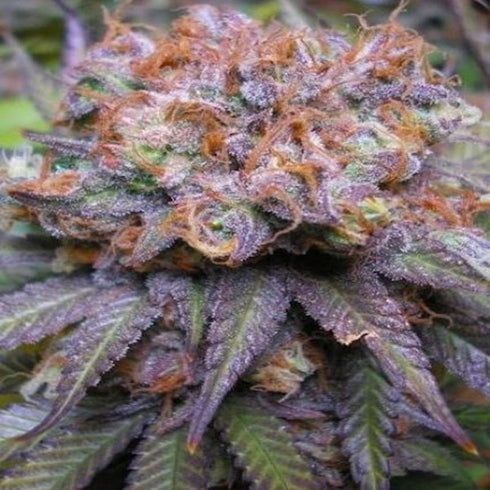Subcool Seeds/TGA Genetics - Querkle