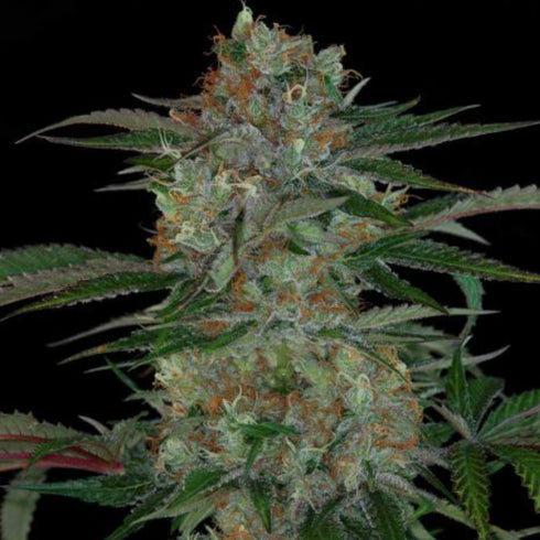 Subcool Seeds/TGA Genetics - Qush