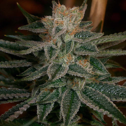 Archive Seeds - Race Fuel