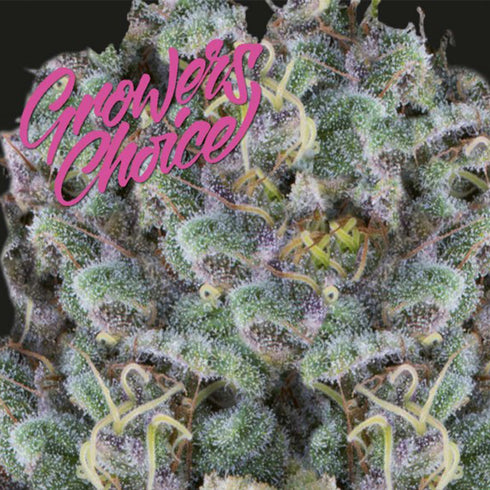 Growers Choice - Rainbow Candy