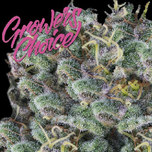 Growers Choice - Rainbow Candy Auto