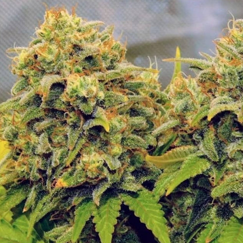 BSB Genetics - Rainbow Glue