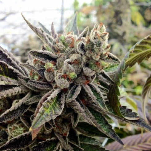 Rare Dankness - Rare Hindu