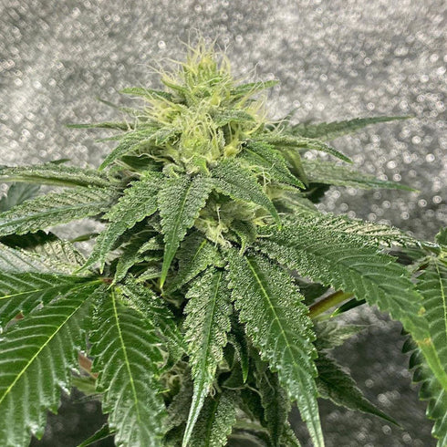Dark Horse Genetics - Reality Ztone