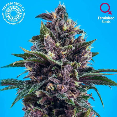 Tropical Seeds - Red Afro