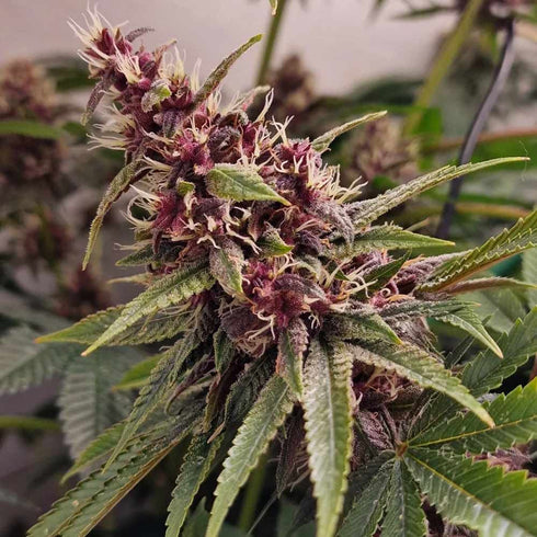 Conscious Genetics - Red Kachina