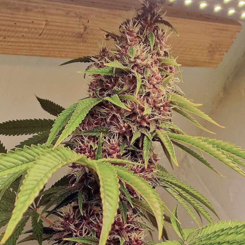 Conscious Genetics - Red Kachina