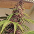 Conscious Genetics - Red Kachina