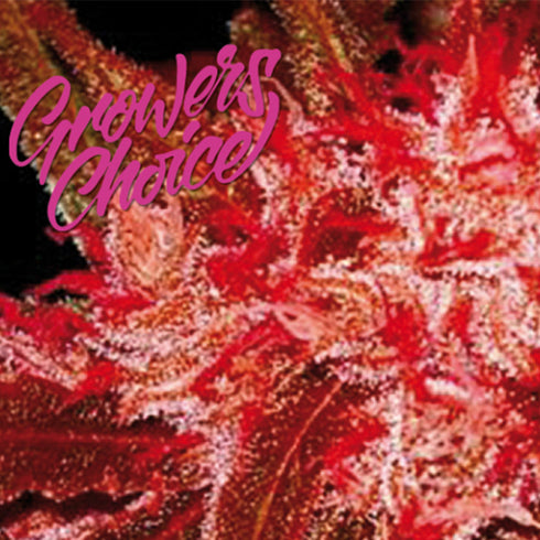 Growers Choice - Red Jack Auto