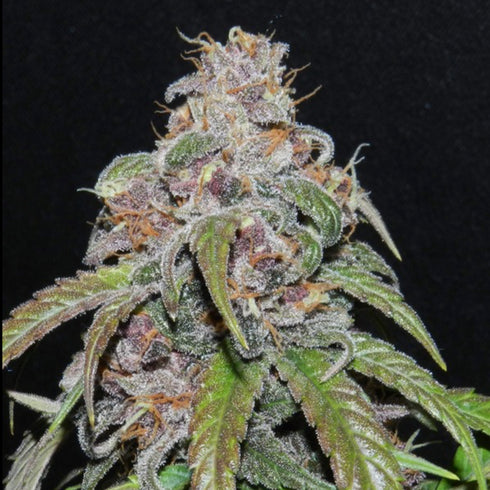 Female Seeds - Red Purps