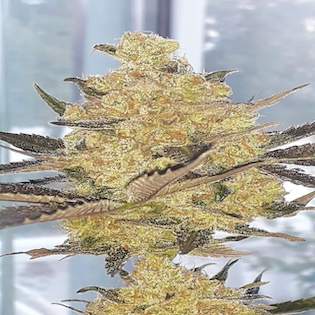 Lineage Genetics - Rhea