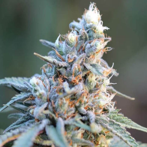 Subcool Seeds/TGA Genetics - Ripped Bubba