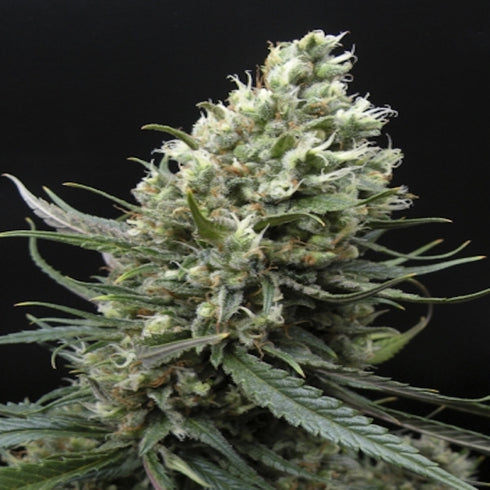 Ripper Seeds - Ripper Haze