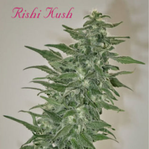 Mandala Seeds - Rishi Kush