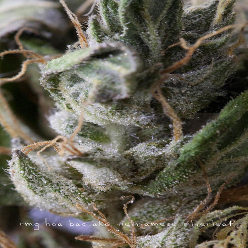 Reeferman - Hoa Bac Silver Flower