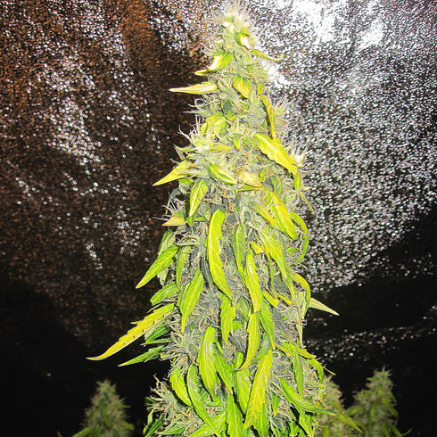 Doctor's Choice - Rock Machine Auto