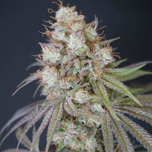 Karma Genetics - Rocket Juice