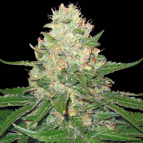 DNA Genetics - Rocklock (GYO Collection)