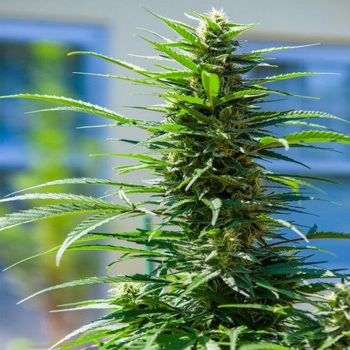 Brothers Grimm Seeds - Rosetta Stone XX