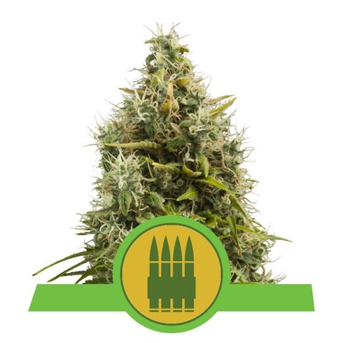 Royal Queen Seeds - Royal AK Auto