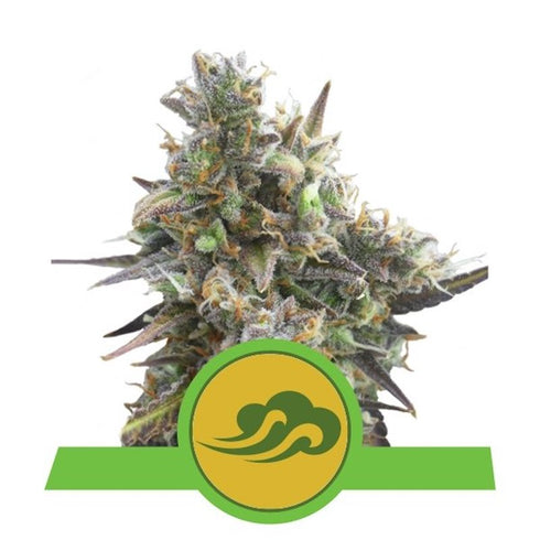 Royal Queen Seeds - Royal Bluematic Auto