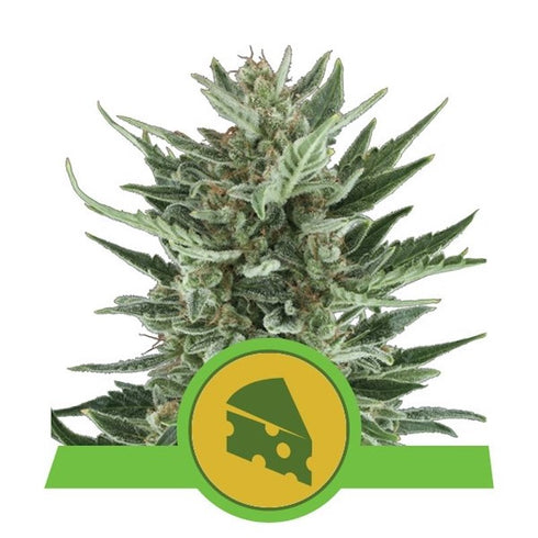 Royal Queen Seeds - Royal Cheese Auto