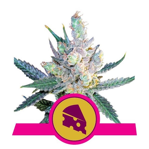 Royal Queen Seeds - Royal Cheese FAST Version