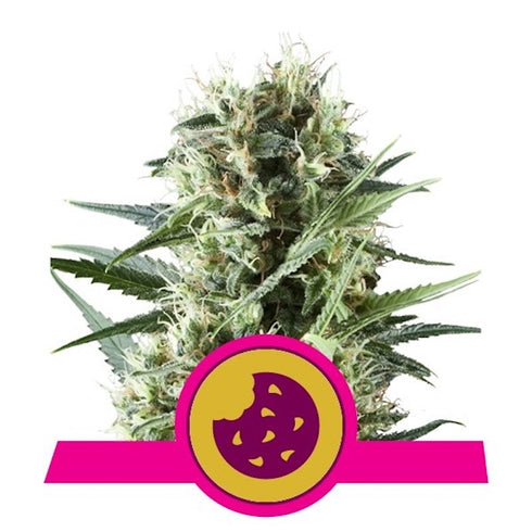 Royal Queen Seeds - Royal Cookies