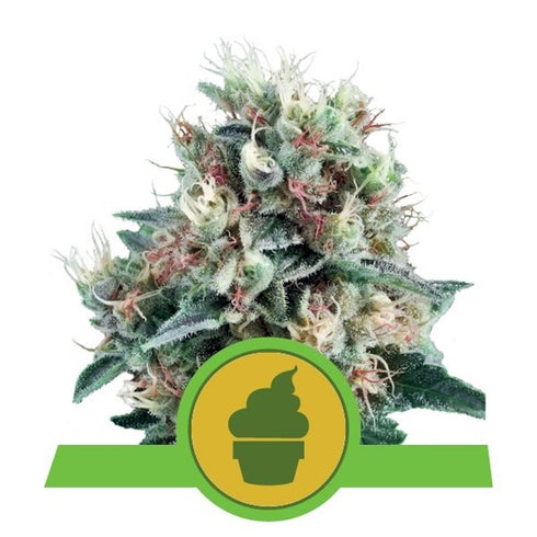 Royal Queen Seeds - Royal Creamatic Auto