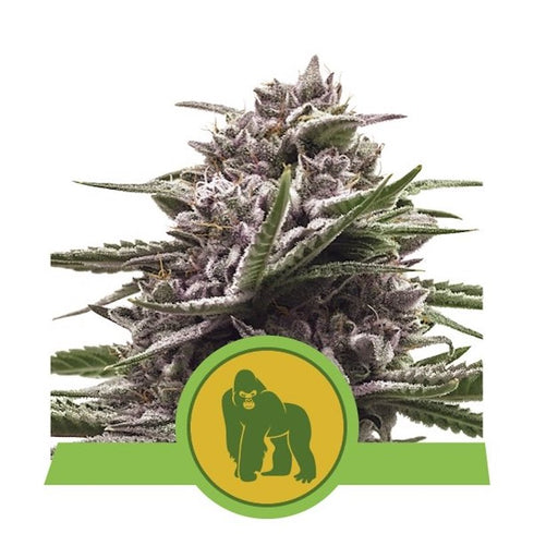 Royal Queen Seeds - Royal Madre