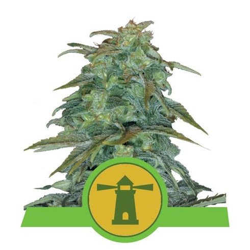 Royal Queen Seeds - Royal Haze Auto